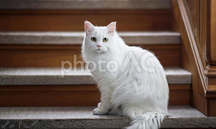 階段と猫２ 猫,階段,足腰の写真素材