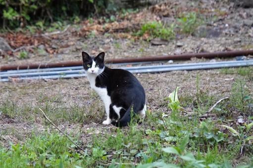 山の中の白黒の野良ねこ1 ネコ,黒猫,町ネコの写真素材
