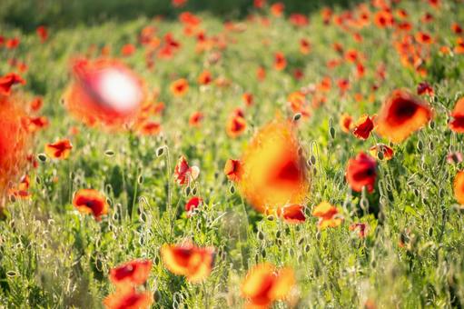 ヒナゲシ・ポピー ヒナゲシ・ポピーの写真