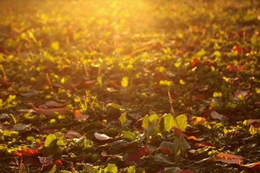 秋の夕陽を受ける落ち葉たち 秋,落ち葉,枯れ葉の写真素材