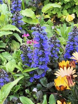 花壇 花壇,花,ガーデニングの写真素材