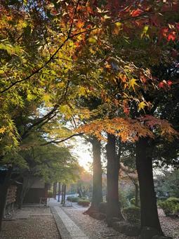 朝日と紅葉 紅葉,秋,朝日の写真素材
