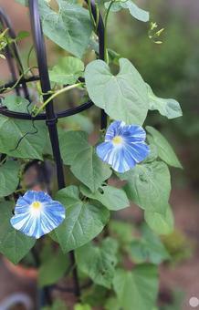 Photo, morning glory, magic ocean, blue flower, 