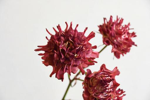 紅華美 紅華美 紅華美,スプレーばら,ばらの写真素材