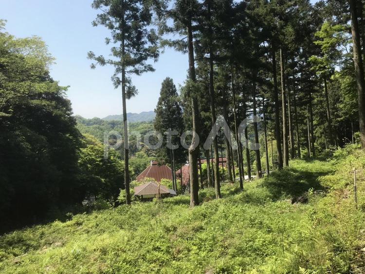 山の中の木 木,春,草木の写真素材