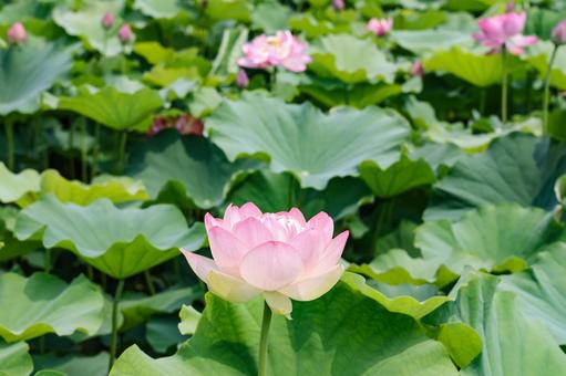 Lotus flower, JPG Lotus flower, JPG