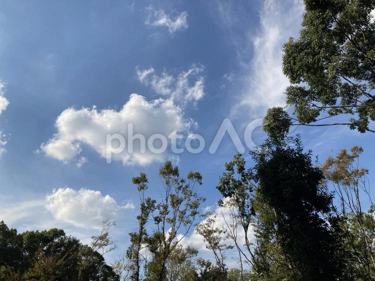 大空と木々のコラボ③ 空,木,自然の写真素材