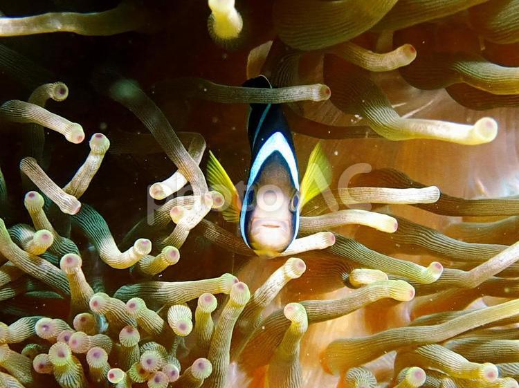 クマノミとイソギンチャク 魚,海,クマノミの写真素材