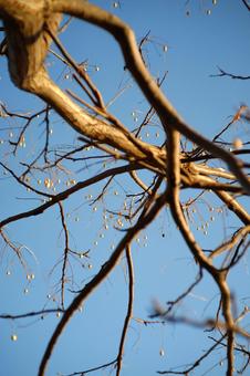 春の予感 春の予感の写真