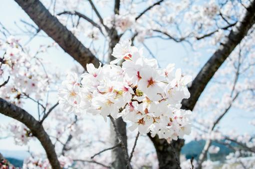 満開の桜の花と青空 満開の桜の花と青空の写真