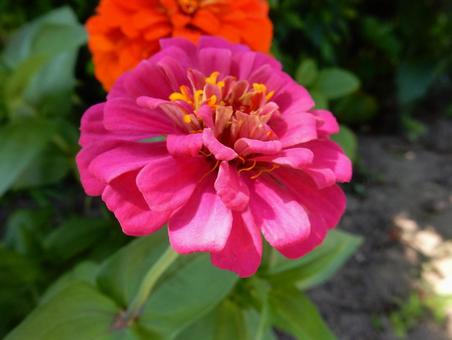 [Flower photo] Zinnia elegans, JPG