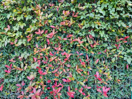 カナメモチ カナメモチ,レッドロビン,紅要黐の写真素材