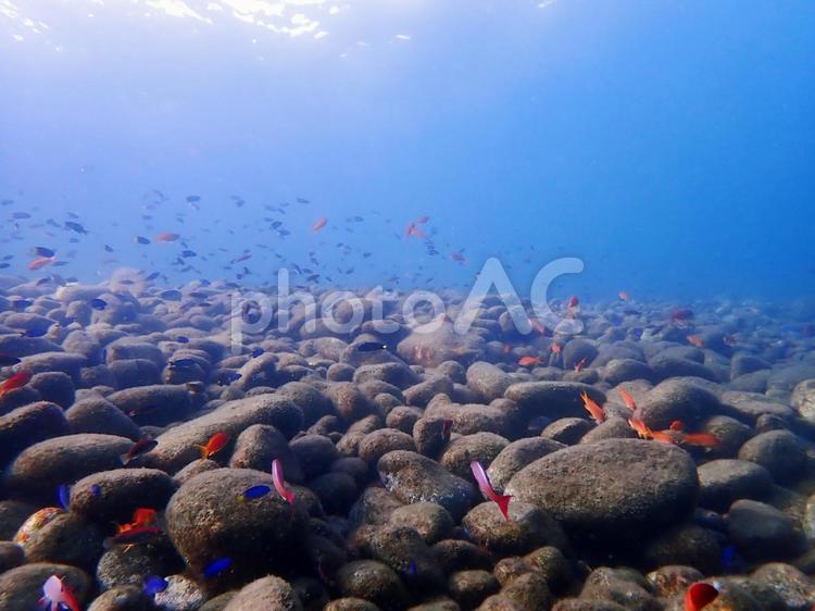 御神域の魚たち 海,魚,海の生き物の写真素材