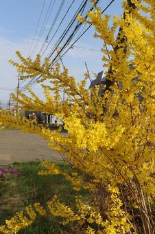 Forsythia, JPG Forsythia, JPG