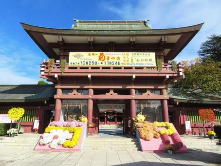 笠間稲荷神社（菊祭り） 笠間稲荷神社,菊祭り,神社の写真素材