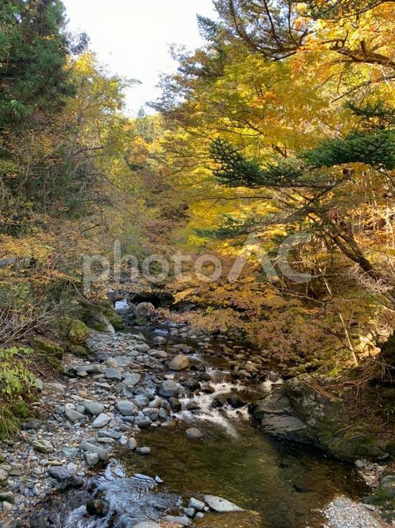 渓流と紅葉 秋,葉,風景の写真素材