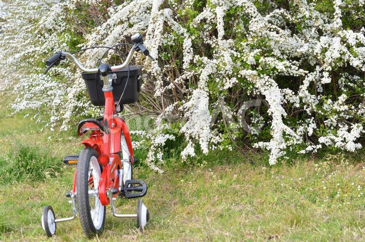 幼児用自転車 行楽,自転車,幼児の写真素材