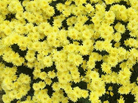 秋の花　菊　黄色 菊,秋,秋の花の写真素材