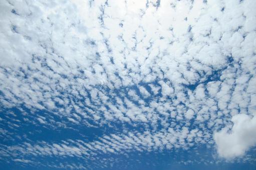 6月、初夏の空にウロコ雲 6月、初夏の空にウロコ雲 空,雲,青の写真素材