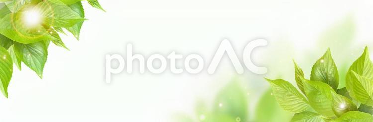 初夏の芽吹き　新緑の葉のフレーム素材 新緑,若葉,木洩れ日の写真素材