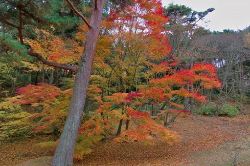 紅葉 もみじ,葉,植物の写真素材