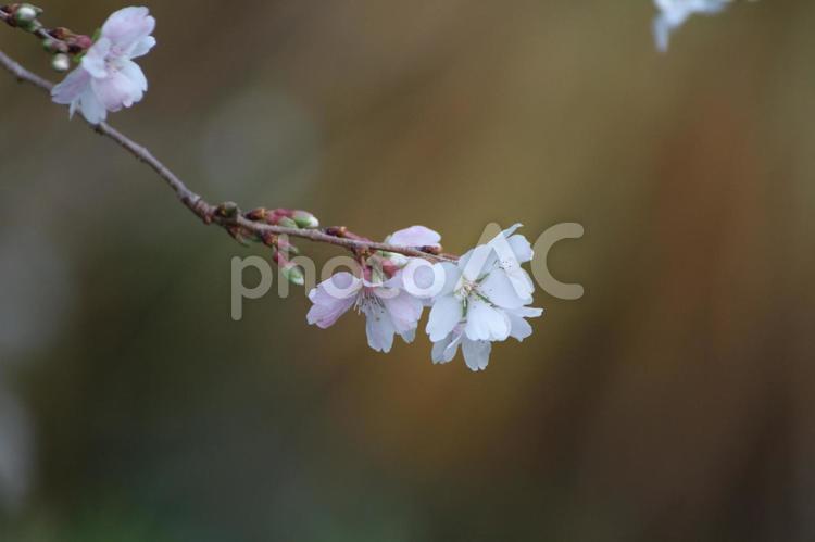 冬咲き桜 冬咲き,木,桜の写真素材