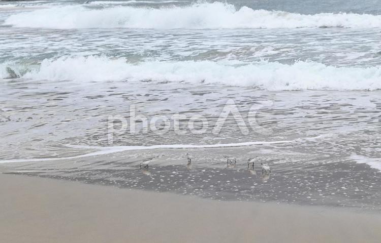 海岸の鳥 海,冬,自然の写真素材