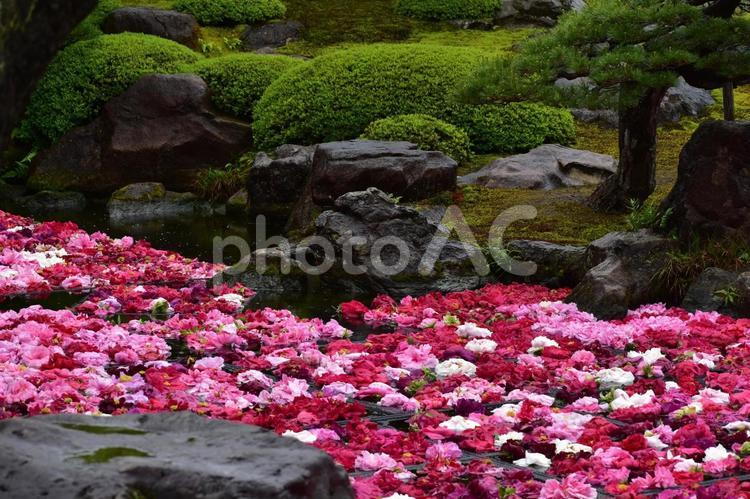島根　松江　由志園　牡丹 由志園,島根,島根県の写真素材