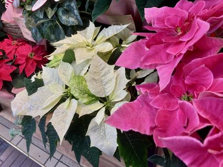 3色ポインセチア ポインセチア,クリスマス,鉢植えの写真素材