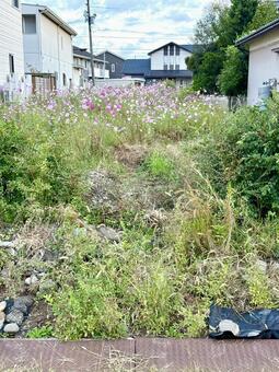 空き地に自生したコスモス コスモス,秋,自生の写真素材