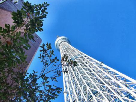 十二月の東京スカイツリー-19 十二月の東京スカイツリー-19 十二月,冬,東京スカイツリーの写真素材