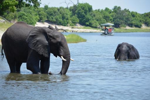 チョベのサファリ 川で水浴びするゾウ チョベのサファリ 川で水浴びするゾウ ゾウ,アフリカゾウ,水浴びの写真素材
