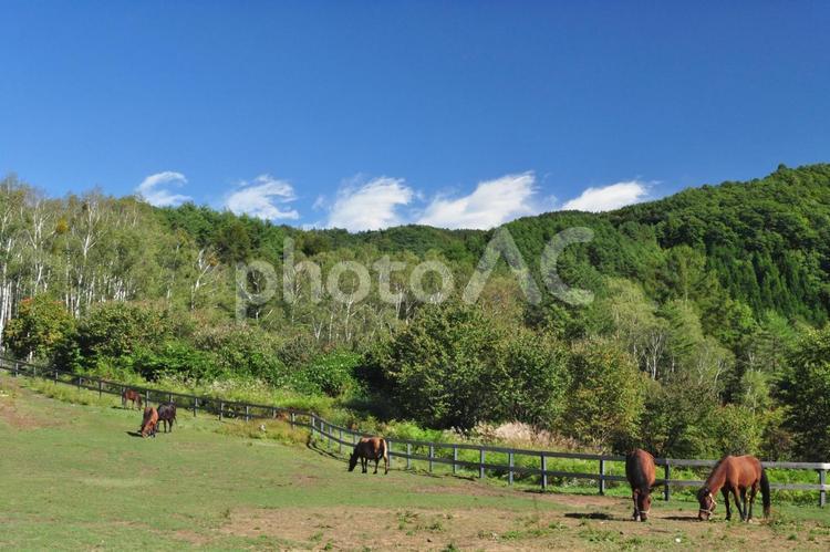 馬2 馬,木曽馬,放牧の写真素材