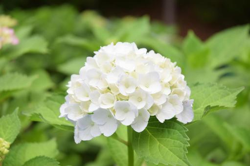 Photo, hydrangea, flower, plant, 