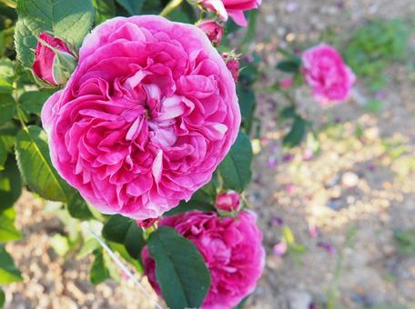 クシュクシュマゼンタな薔薇 クシュクシュマゼンタな薔薇の写真