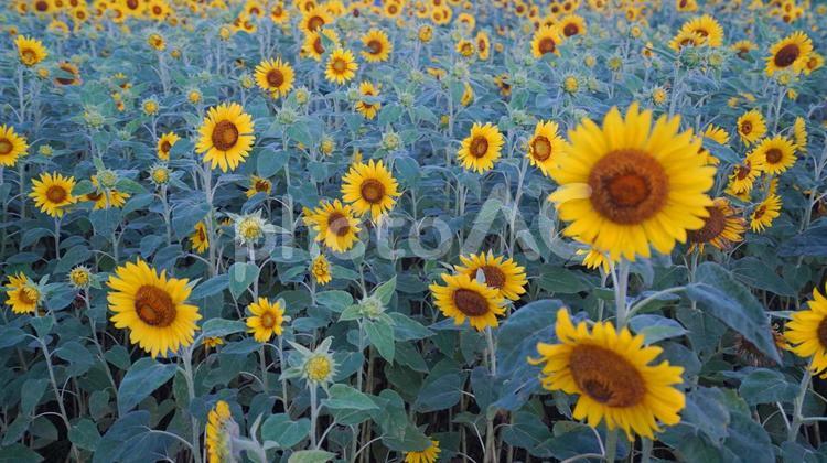 暗い朝のひまわり ひまわり,黄色,読谷の写真素材
