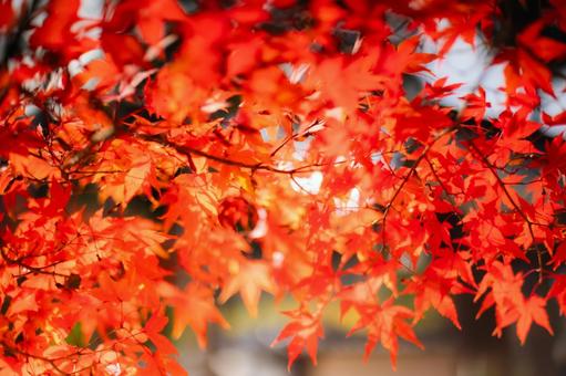 もみじ3 もみじ3 紅葉,もみじ,赤色の写真素材