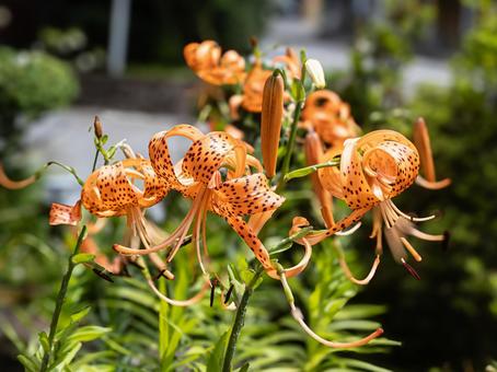 Tiger lily, JPG Tiger lily, JPG