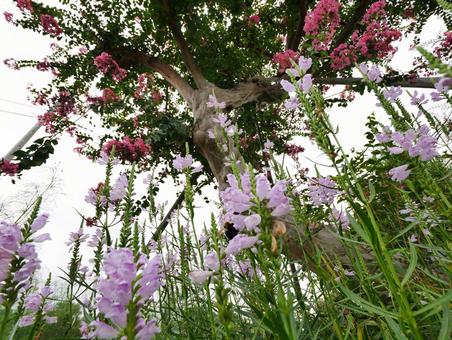 ヤブランとサルスベリ ヤブランとサルスベリ ヤブラン,サルスベリ,百日紅の写真素材