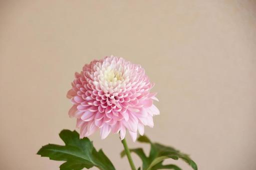 ピンクのマム ピンクのマムの写真