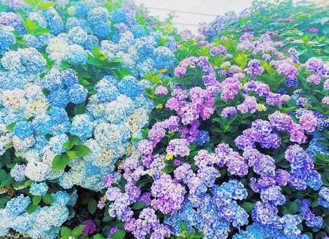 紫陽花 紫陽花の写真