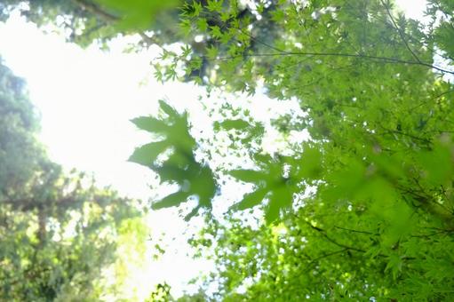 新緑のもみじを見上げる風景 新緑のもみじを見上げる風景 もみじ,青もみじ,新緑の写真素材