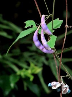 ノササゲの豆果と裂開して現れた藍色の種子 ノササゲの豆果と裂開して現れた藍色の種子の写真