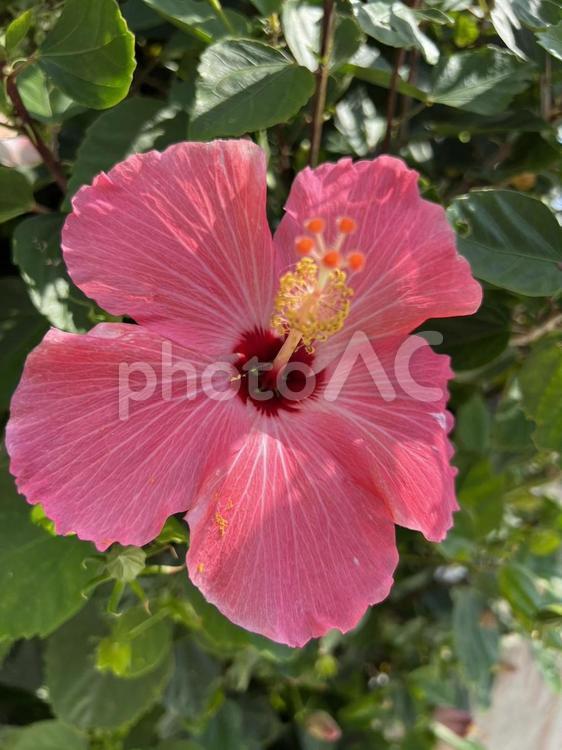 ハイビスカス〔花0020〕 ハイビスカス,花,植物の写真素材