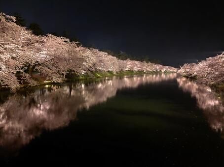 弘前城の桜 桜,弘前城,春の写真素材