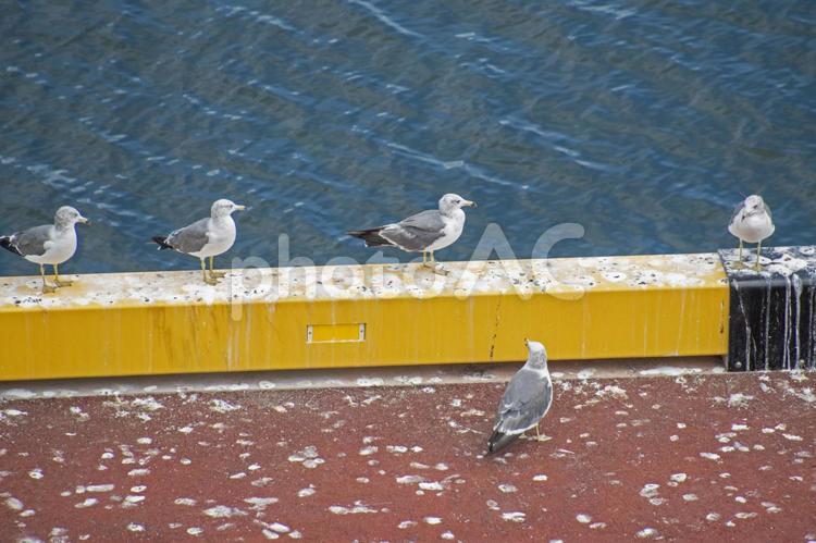 埠頭のカモメ１ カモメ,鳥,埠頭の写真素材