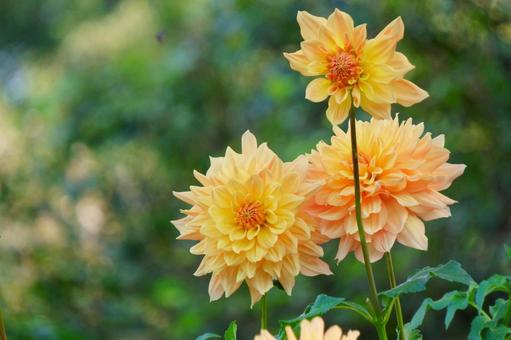ダリア ダリア ダリア,花,オレンジ色の写真素材