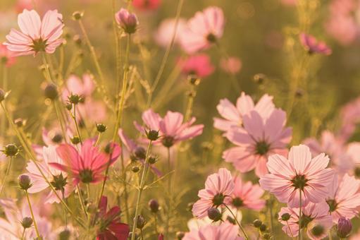 朝日を浴びたコスモス畑 朝日を浴びたコスモス畑 秋桜,日の出,朝の写真素材