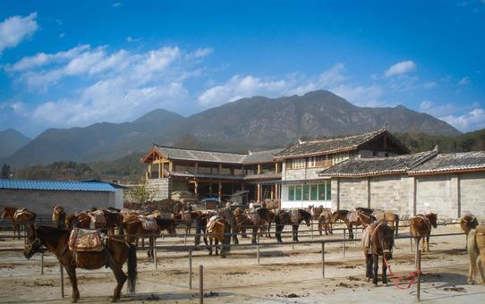 中国の山間で飼育される観光用の馬たち 中国の山間で飼育される観光用の馬たち 中国,農村,牧場の写真素材