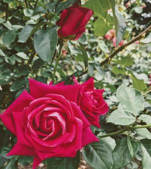 Rose Rose, JPG Rose Rose, JPG